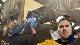 Racehorses have a visit from the dentist 🦷 🐎