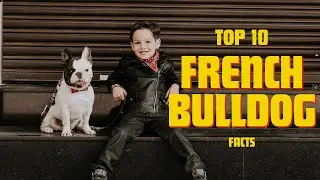 10 Amazing Facts About French Bulldogs 🐕 🐾 #FrenchBulldogs #DogFacts #PetLovers #Frenchie #CuteDogs