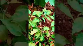 Short size chilli #nature #mygarden #garden #myhome