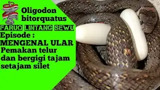 CARA MENGENALI ULAR OLIGODON SI KECIL BERTARING PANJANG || Oligodon bitorquatus alias ular kukri