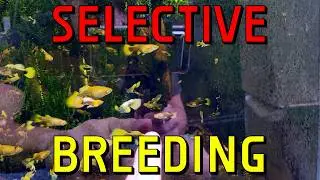 How To Selectively Breed Guppies