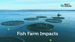Fish Farm Impacts