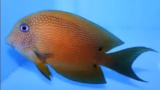 bristle tooth Tang