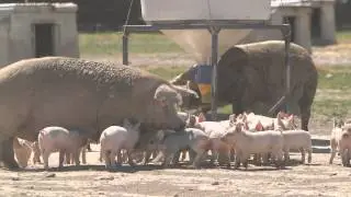 Outdoor Farrowing