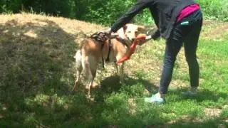 All Breed Rescue & Training Colorado Springs