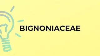 What is the meaning of the word BIGNONIACEAE?