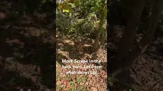 Golden rope from Wildlife Research Center. Mock scrape #wildliferesearch #deerhunting #deerhunting