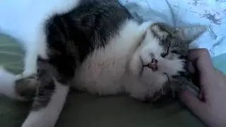 Niecee the cat