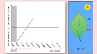Animation 9.2 Gas exchange in the daytime and in the dark