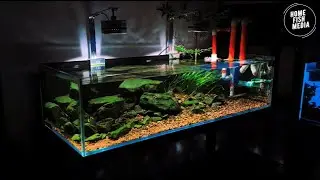 Stunning Underwater home fish media Explore the Beauty of a Plant Aquarium #89