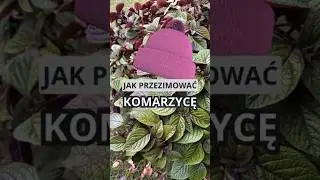 Jak przezimować komarzycę? Prosty spos&oacute;b na sadzonki i zimowanie #komarzyca #zimowaniekomarzycy