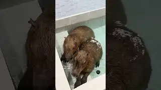 Bath time together 🛁💛#capybara #capybaracafe #animalcafe #tokyo #cappiness
