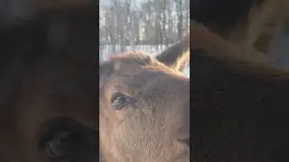 Cute Animals #wildlife #naturelovers #deer #canadianwildlife #nature #canadianwinter #animalshorts