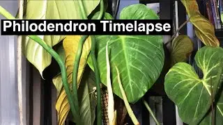 Philodendron Timelapse | Sjplants