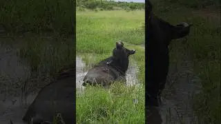 Buffalo says hello! #music #newmusic #wildlife #buffalo #safari #shorts