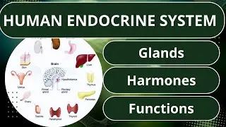 Human Endocrine System l All glands and secretions l Exocrine l Endocrine 