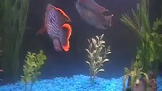 Green Terror Tank