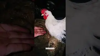 serama at ang aking chabo bantam🐓🐓 #chicken #love #egg #animals #serama #care #cute #rooster