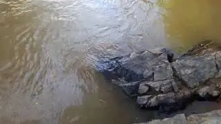 مكي علي إدريس _ قلبنقا شورتنقا