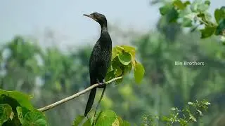 The Indian cormorant / Indian shag or നീർക്കാക്ക