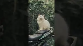 kucing gemoy