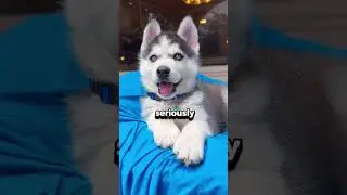 Why Does This Dog Have Blue Eyes 🤔
