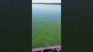 Bass starting to bite! #bass #bassfighing #yexas #texasbass