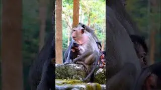 Mommy Button with Baby Bessie, | AKmonkeyzone