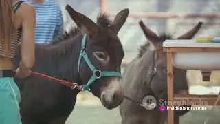 The Brave Donkey: A Tale of Courage