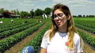 TV BEČEJ: Porodica Bukurov uzgaja jagode za domaće, ali i za rusko tržište