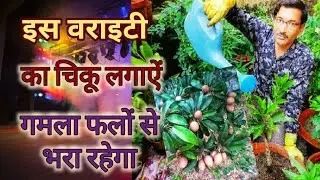 चीकू की बेस्ट वैरायटी जो फल से लदे रहेगें / Sapodilla ओर Sapota Best Variety to grow in Pots or land