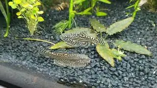 Przylgi w akwarium - Sewellia lineolata