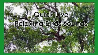 THE SINGING BIRDS | IGOROTA CAPTURE is live while waiting