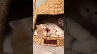funny cat meow-funny cat meowing😍#short