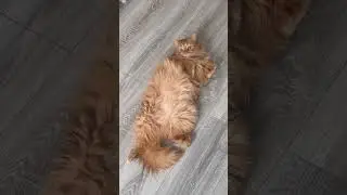 Федя💖 #cat #веселыекоты #funnycats #shortvideo #yuotubeshorts #youtube #shortvideo #shorts