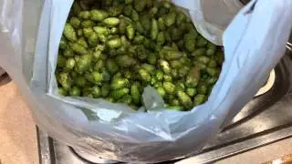 Nelson Sauvin Wet Hops Harvest 2015