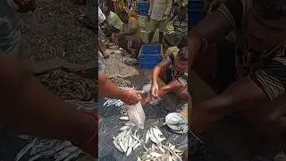 Today fish market complex #indiavlogs#viral#shorts#treadingvideo#marketcomplex#fish#treadingshorts