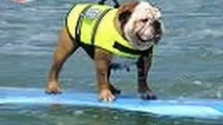 Best of 2010 Helen Woodward Surf Dog Surfing Contest
