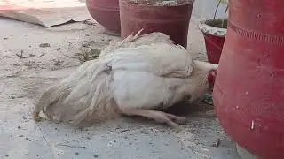White Aseel Roaster 