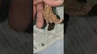 behman surkh ke fayde | बेहमन सुर्ख के फायदे