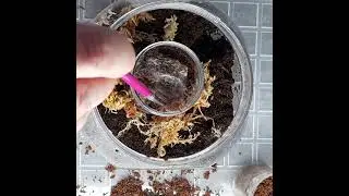 Rehousing Australian Tarantula slings Phlogius Rubiseta