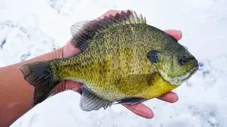 BIG Minnesota Bluegills | First Ice 2018