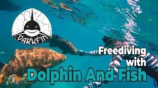 Freediving With Dolphin And Fish | River Boarding | Darkfin Gloves Paddle Less Move Faster