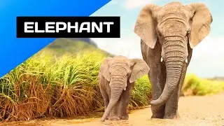 Elephant🐘 Ang Pinakamalaking Land Animals sa Buong Mundo | PINOY AMAZING ANIMALS