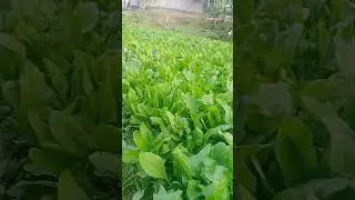 #Green vegitable shorts