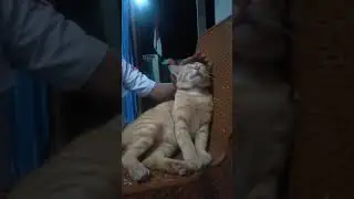 RUQYAH KUCING 😂 TERLUCU #47