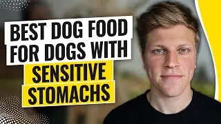 Best Dog Food for Dogs with Sensitive Stomachs (2026)