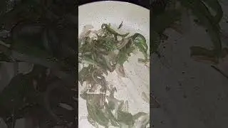 #Shorts#YouTubeShorts#TrendingNow#ViralVideo#ReelToReal#FoodShorts#QuickRecipe#EasyCooking#DesiFood