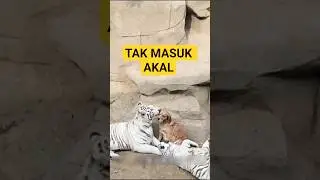 When a Fierce Tiger Submits to a Dog #shorts #shortsvideo