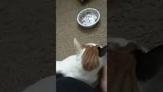 trying to get the cat to admit her crime #cuteanimal #cat #cutecat